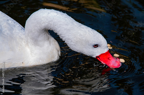 White swan foraging inside a pond. Photographed in South Africa.