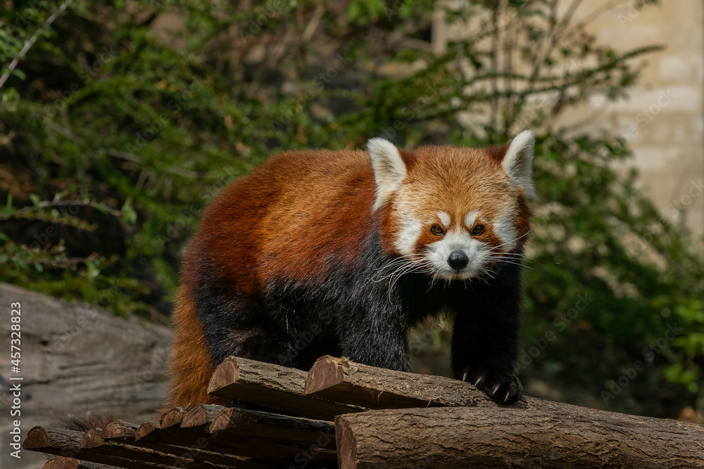 Fototapeta premium Inquisitive red panda on the wood