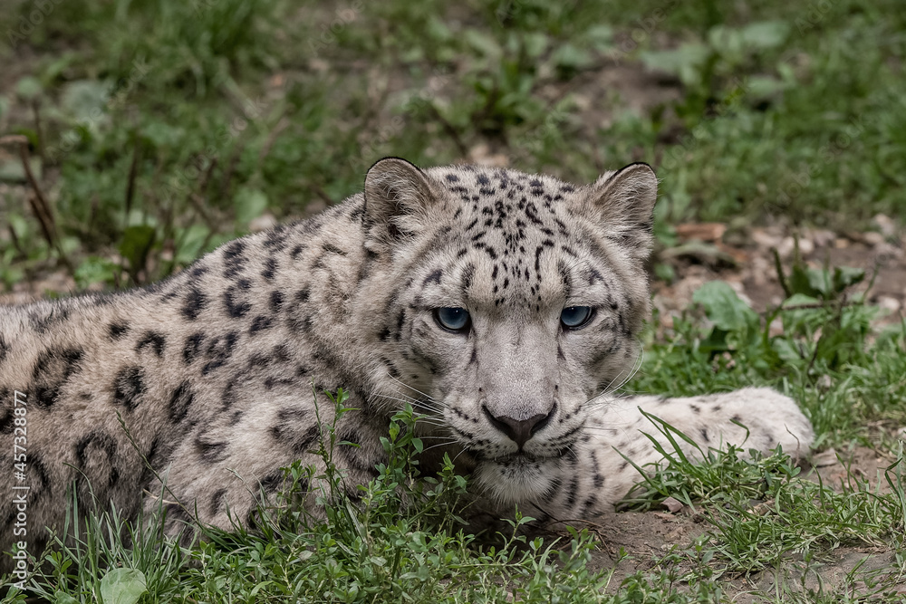Snow leopard lying on the green grass Snow leopard lying on the green grass