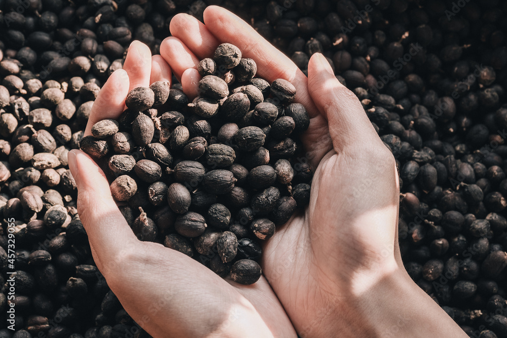 Dried coffee beans which were dried by Sun or Natural process on the holding hand Dried coffee beans which were dried by Sun or Natural process on the holding hand