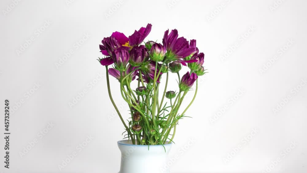 A bouquet of beautiful summer flowers kosmeya unfolds on a white background. Purple flowers close-up. Cosmos flower footage in High quality 4k. A bouquet of beautiful summer flowers kosmeya unfolds on a white background. Purple flowers close-up. Cosmos flower footage in High quality 4k.