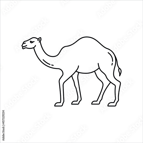 Camel illustration  vector animal line icon