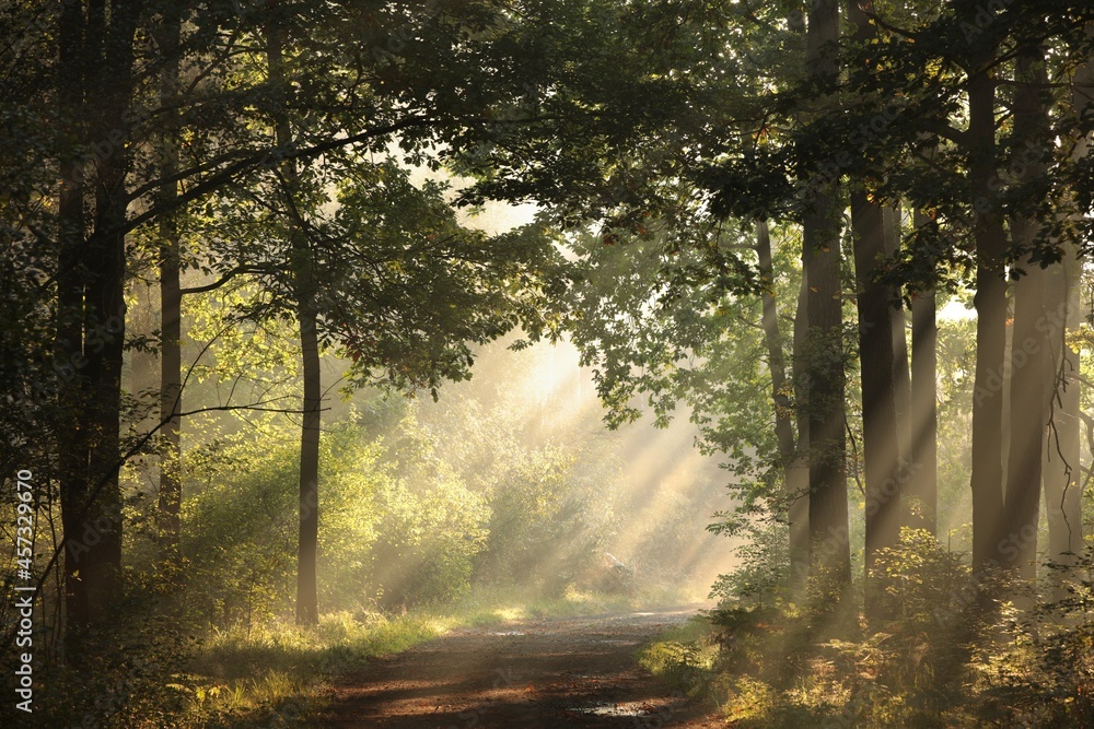 Fototapeta premium Path among oak trees through the autumn forest during sunrise
