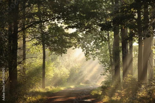Fototapeta Path among oak trees through the autumn forest during sunrise