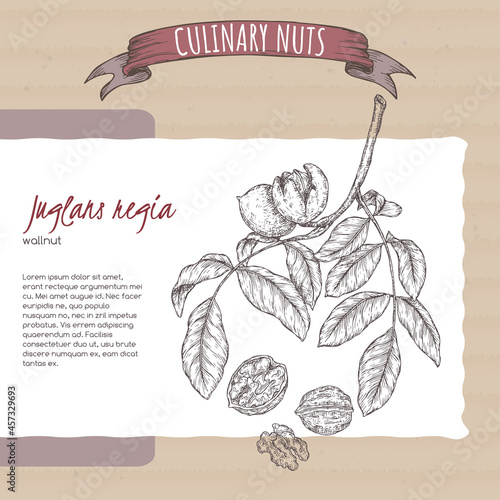 Juglans regia aka walnut tree branch and nuts sketch on cardboard background. Culinary nuts series.