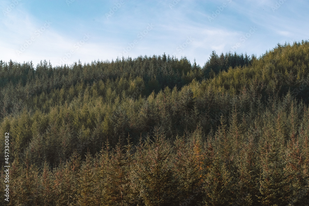 Conifer forest on a hill 
