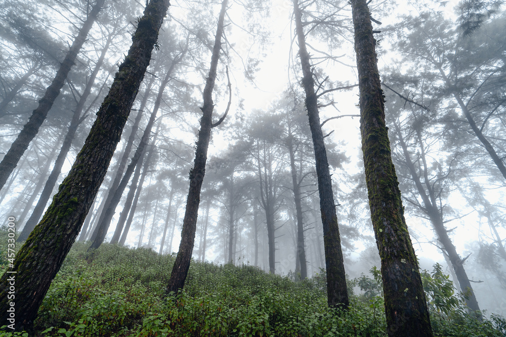 Obraz premium dark forest during a foggy,forest pine in asia