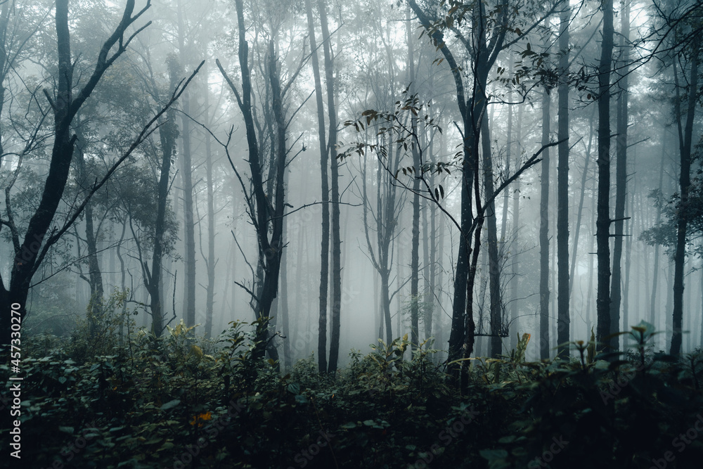 dark forest during a foggy,forest pine in asia dark forest during a foggy,forest pine in asia