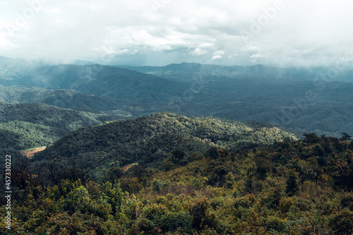 dark forest during a foggy forest pine in asia