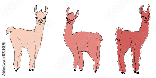 Lama, alpaca, guanaco and vicuna animals sketch vector set. Camelid mammals with pink wool, different shades.  Сute farm llama animals  silhouettes painted with markers