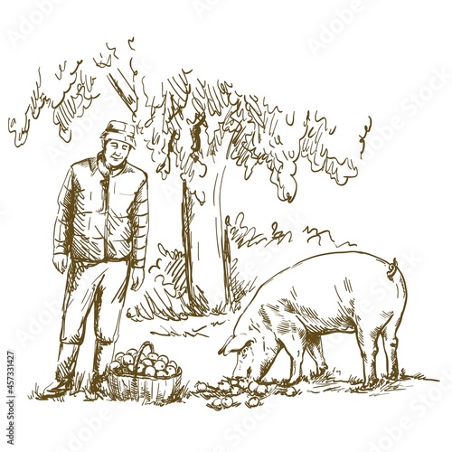 A farmer feeds apples to a pig. Vector drawing