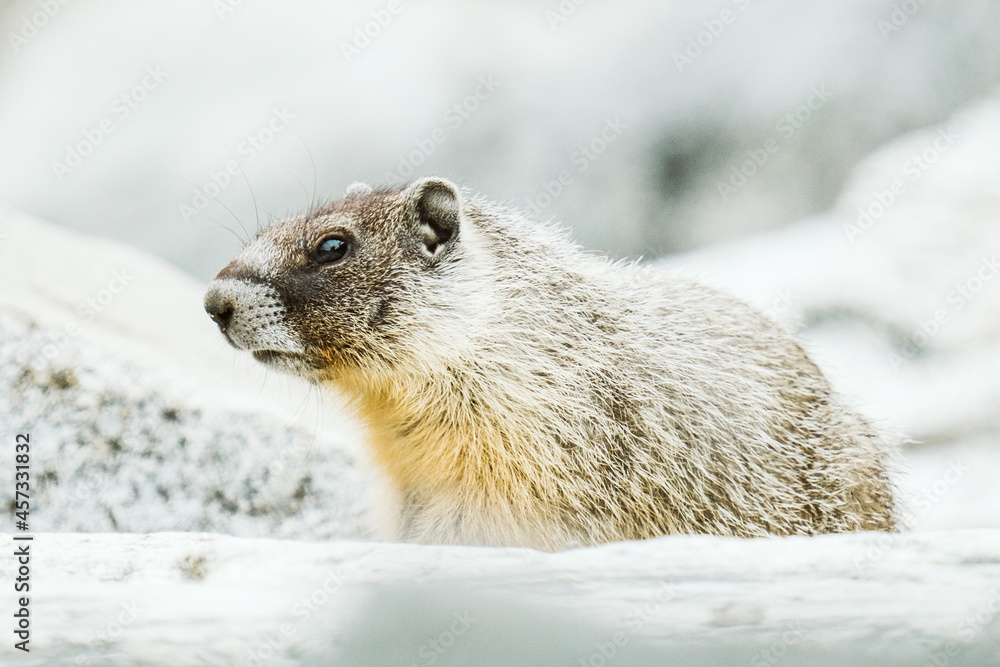 Obraz premium Closeup view of a Yellow-bellied Marmot