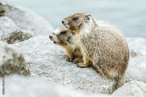 A pair of yellow-bellied marmots at Lake Chelan State Park