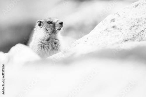 Side view of a marmot peeking out of a rock jetty