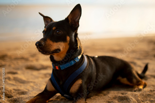 Small black dog laying on a beach in Honolulu Hawaii