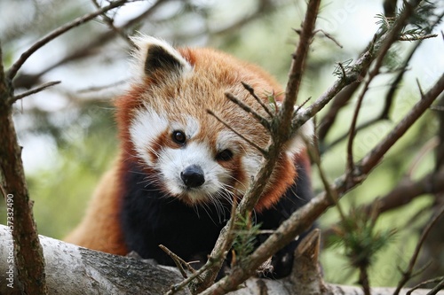 Photography Beautiful endangered red panda on a green tree
