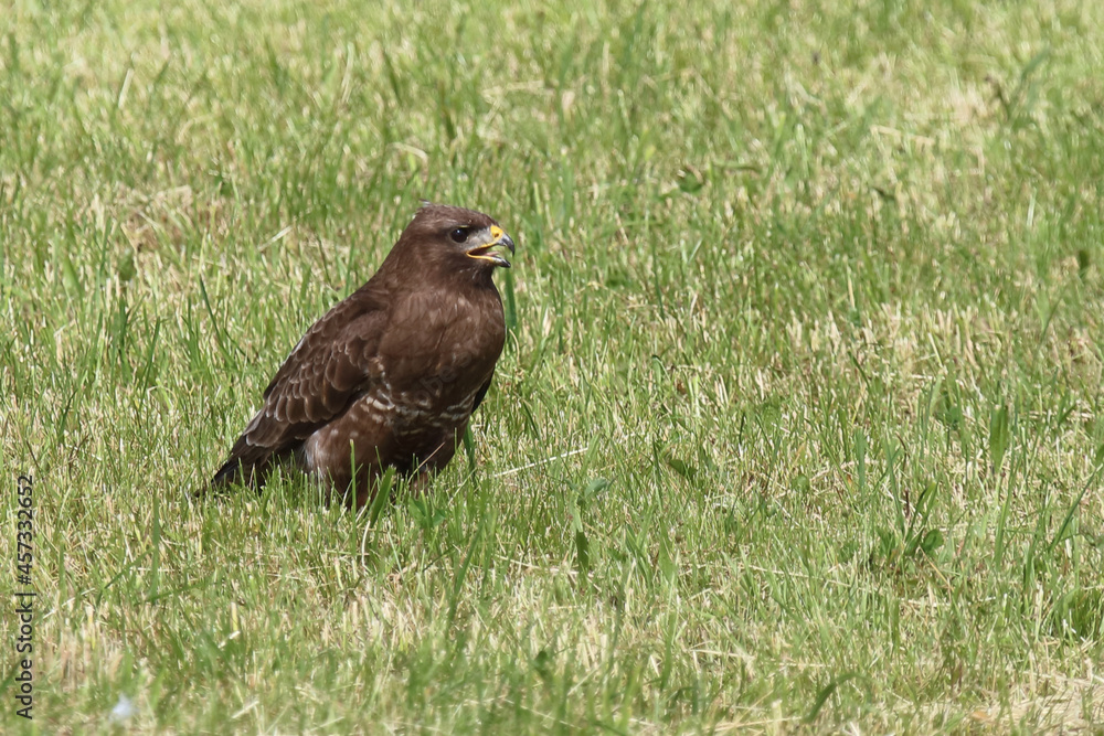 Rotmilan oder Gabelweihe / Red kite / Milvus milvus Rotmilan oder Gabelweihe / Red kite / Milvus milvus