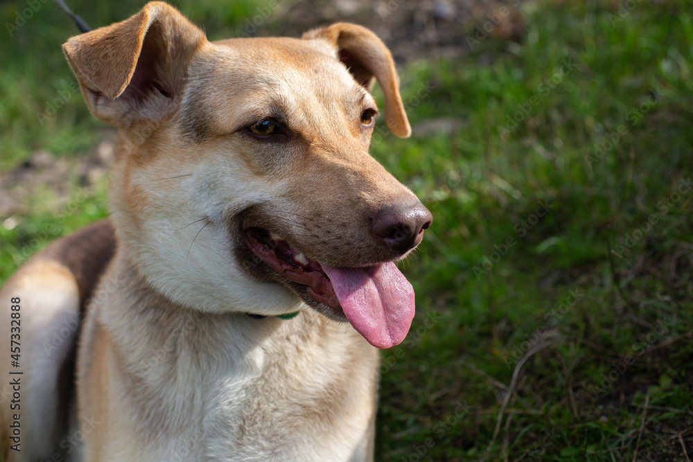 Domestic happy shepherd dog muzzle with open mouth, show tongue Domestic happy shepherd dog muzzle with open mouth, show tongue