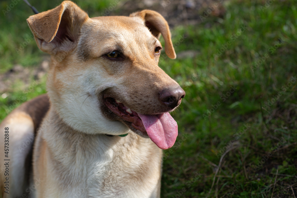 Domestic happy shepherd dog muzzle with open mouth, show tongue