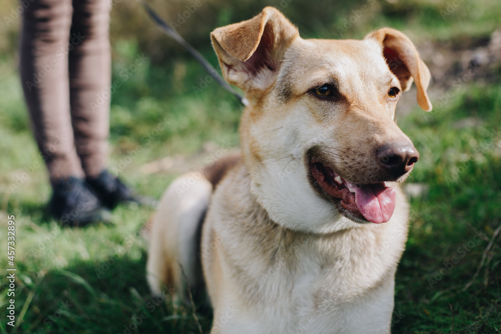 Shepherd pet from dog shelter walk in collar on leash in female legs Shepherd pet from dog shelter walk in collar on leash in female legs