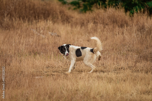 Photography Working cattle dogs ,border collies, Australian shepherd, at play in the dried grass of Montana