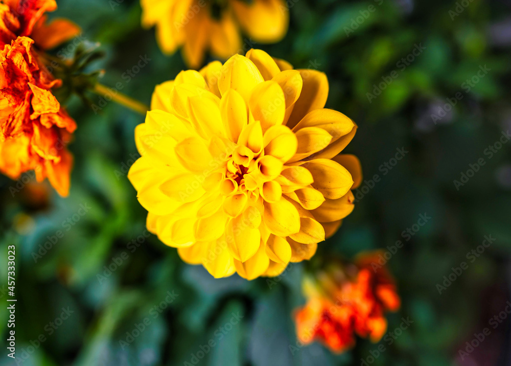 beautiful flower color yellow background green beautiful flower color yellow background green