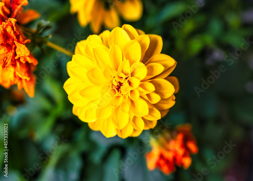 beautiful flower color yellow background green