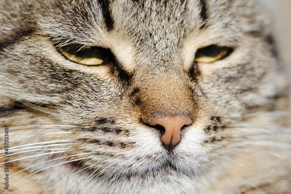Portrait of a fluffy stray cat with yellow eyes close up Portrait of a fluffy stray cat with yellow eyes close up