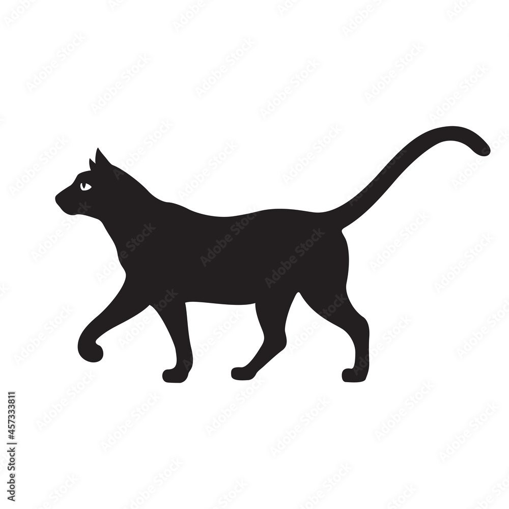 Black cat 1