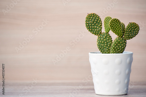 white pot with captus plant on wooden table and wooden background photo