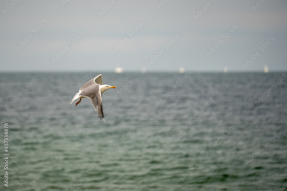 summer visit in Boltenhagen beach, baltic sea summer visit in Boltenhagen beach, baltic sea