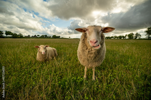 Lustige Schafe auf einer Weide