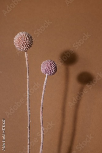 Dry pink flower Craspedia with dark shadow on a light brown background. Trend, minimal concept vertycal photo