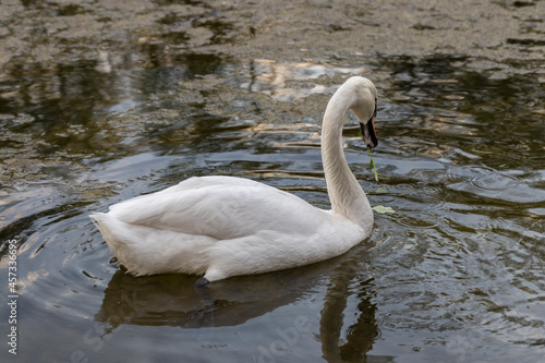 White swan swims on the river © Sergei