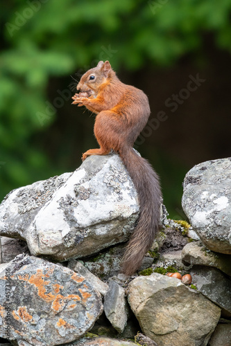A red squirrel (Sciurus vulgaris) pictured on a forest wall in Scotland