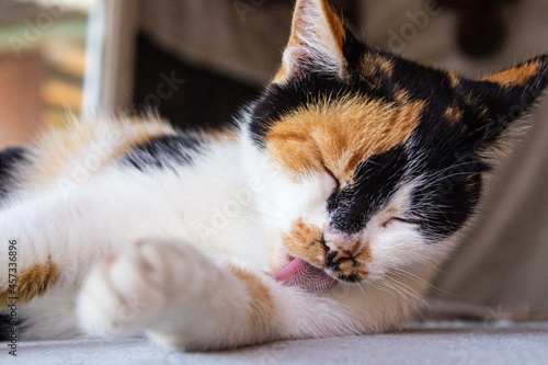 Fényképezés Portrait of a beautiful adult fluffy long-haired tri-colored cat with green eyes and pink nose who licks its paw with its red rough tongue on a blurred gray background