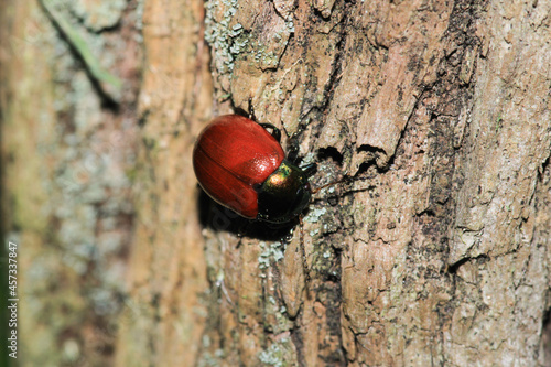 chrysolina red insect macro photo