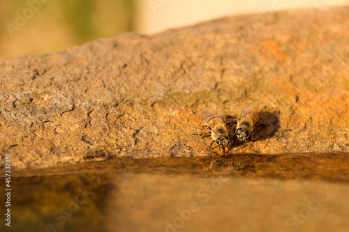 African Honey Bees Drinking From Rock Pool (Apis mellifera scutellata), Pretoria, South Africa