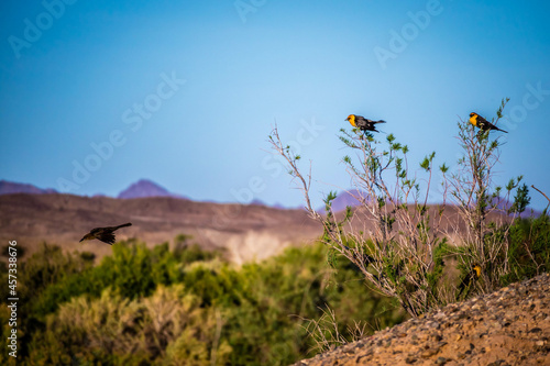 A Yellow Headed Blackbird in Yuma, Arizona