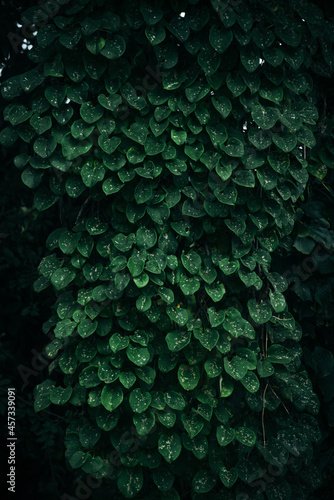 deep green leaves cover background 