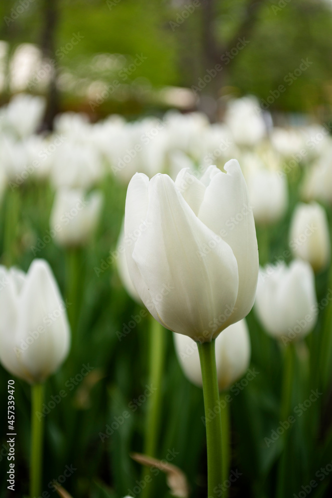 White tulips blooming on field White tulips blooming on field