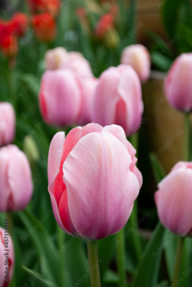 Pink tulips blooming on field