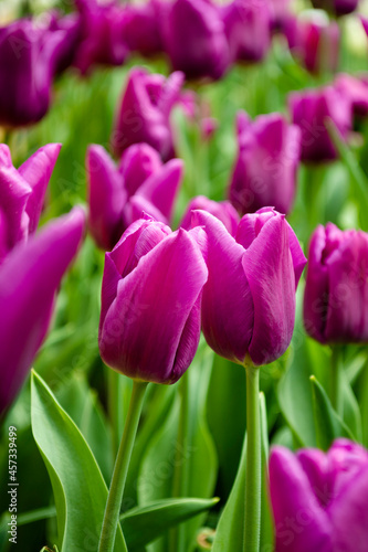 Purple tulips blooming on field