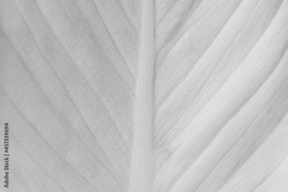 Obraz premium Close up background white leaf texture