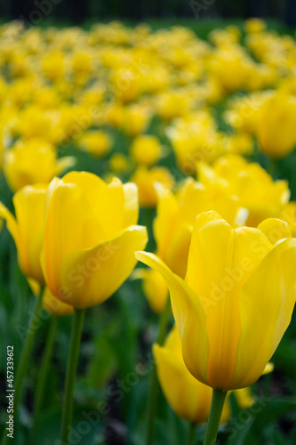 Yellow tulips blooming on field