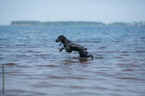The dog is frolicking in the lake.