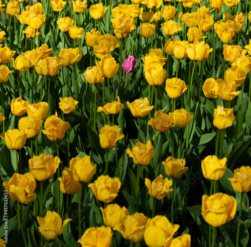 Yellow tulips and pink tulip
