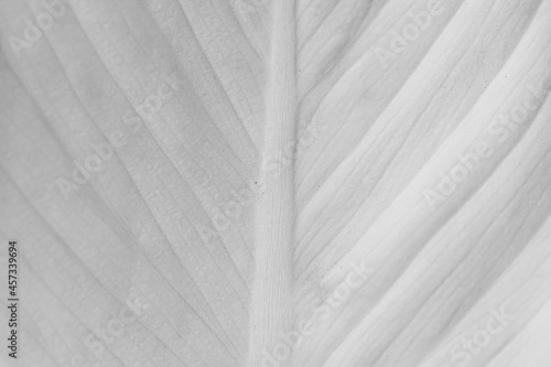 Close up background white leaf texture