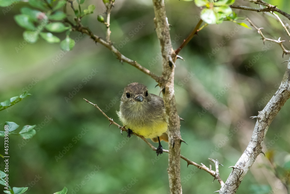 Small yellow bird hanging from a tree brunch in the forest at Floreana Island, Galapagos, Ecuador Small yellow bird hanging from a tree brunch in the forest at Floreana Island, Galapagos, Ecuador