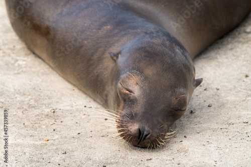 Sleeping sea lion at Galapagos Islands, Ecuador